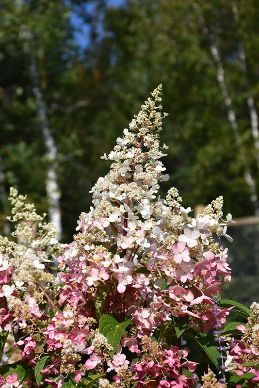 Hydrangea-Candelabra 3CP