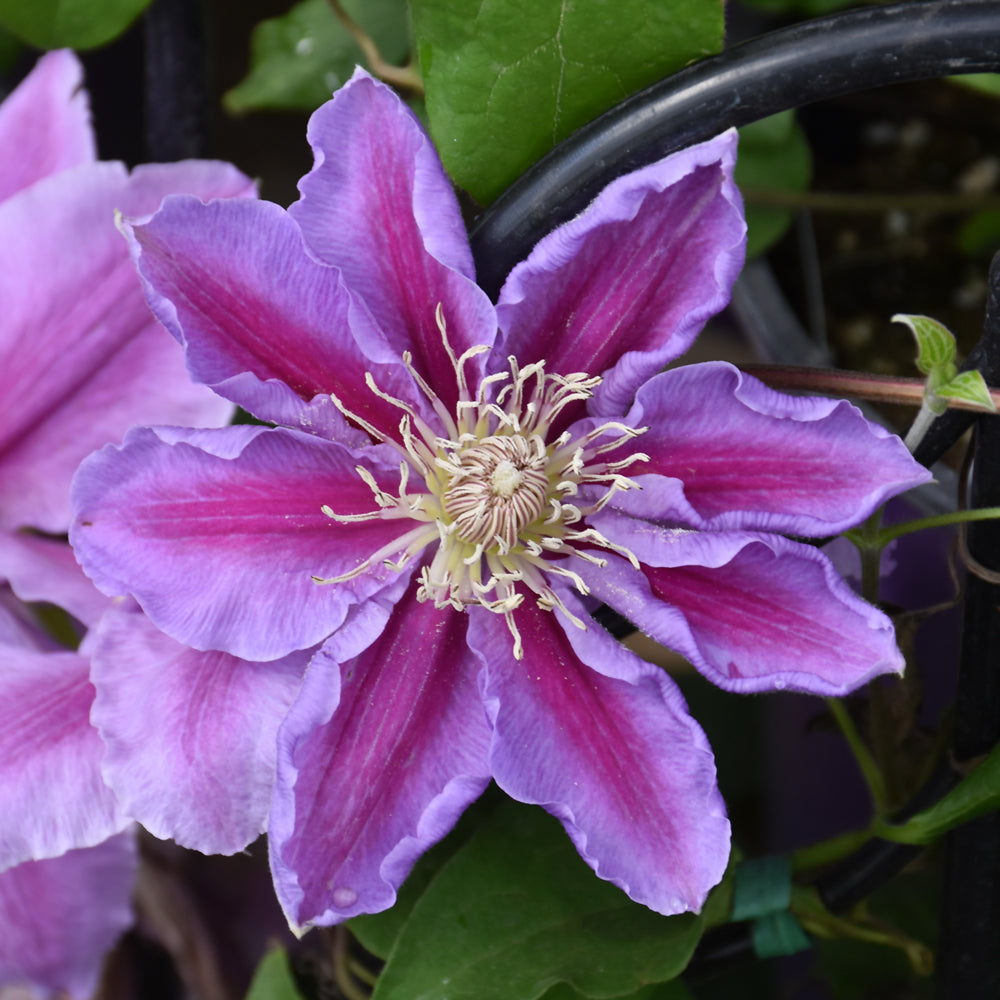 Clematis-Bees Jubilee 1C