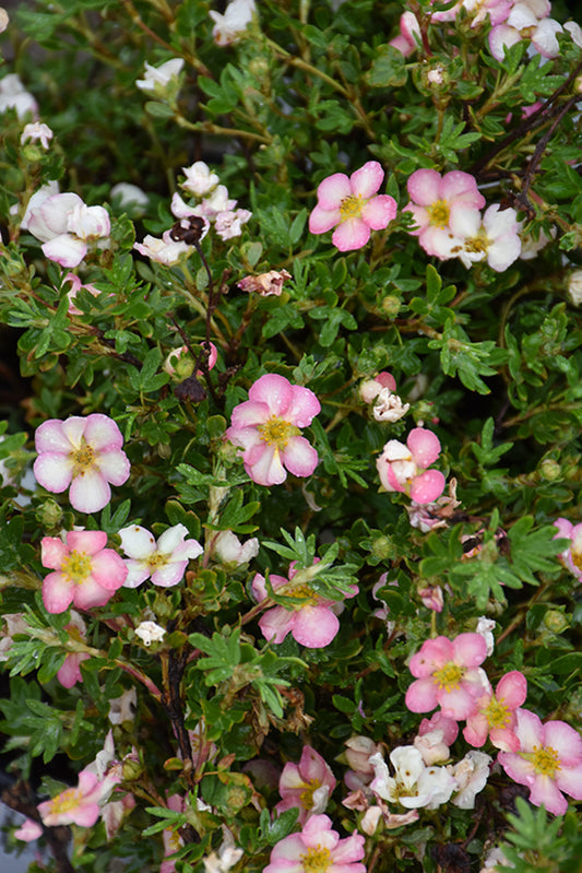 Potentilla-Happy Face Hearts® 2C