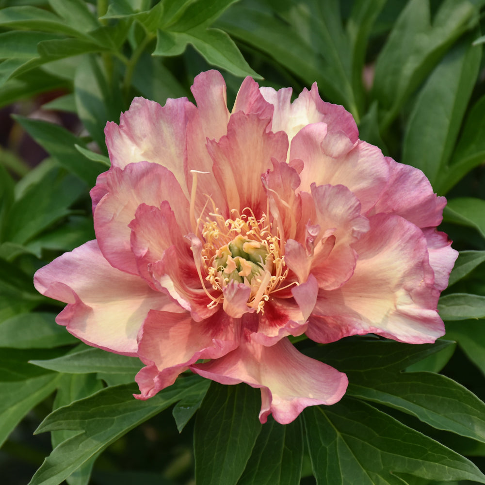 Peony-Julia Rose ITOH 3C
