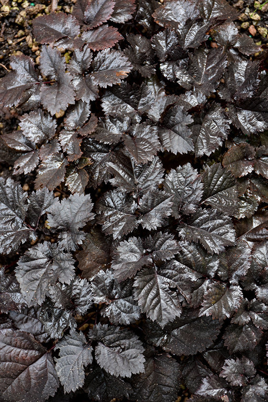 Astilbe-Dark Side of the Moon 1C