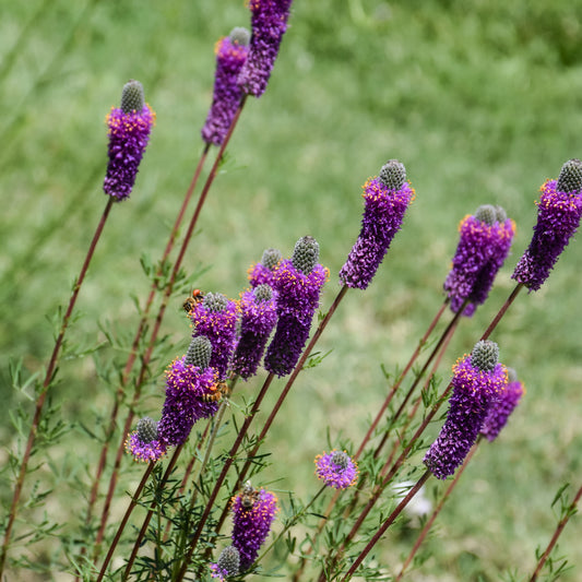 Dalea-Purple Prairie Clover 1C