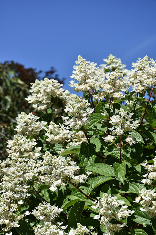Hydrangea-Fire and Ice® on Standard 10CP