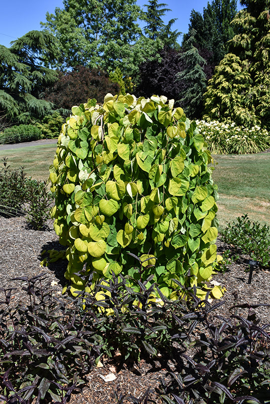 weeping lavender twist redbud tree Redbud-Golden Falls® 7C – Country Arbors Nursery