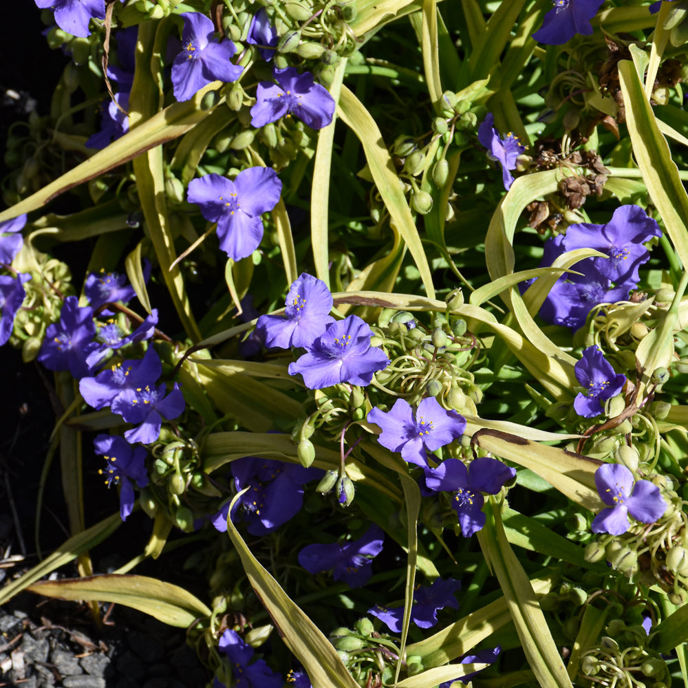 Tradescantia-Lucky Charm 1C