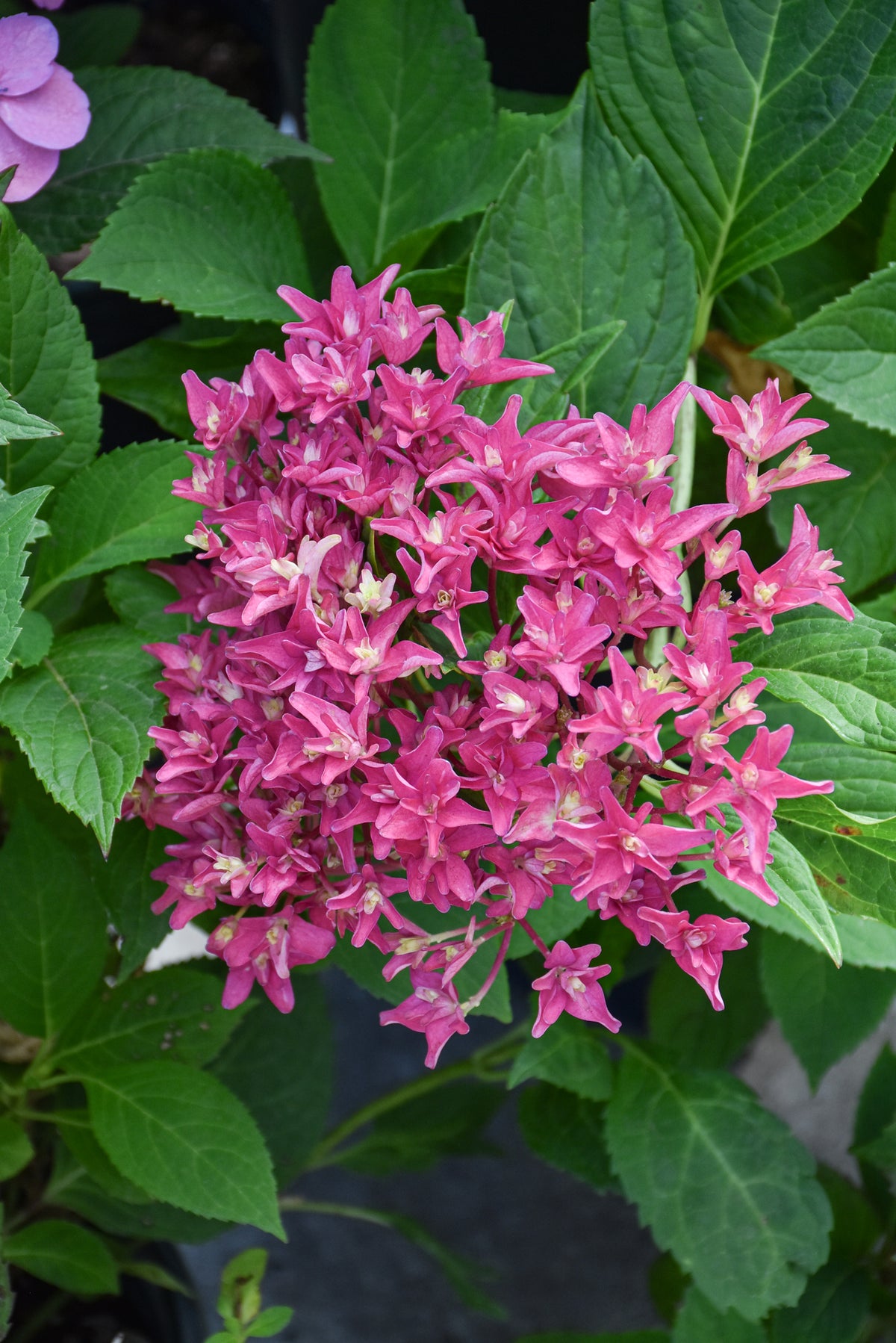 Hydrangea-WOW Time 3C