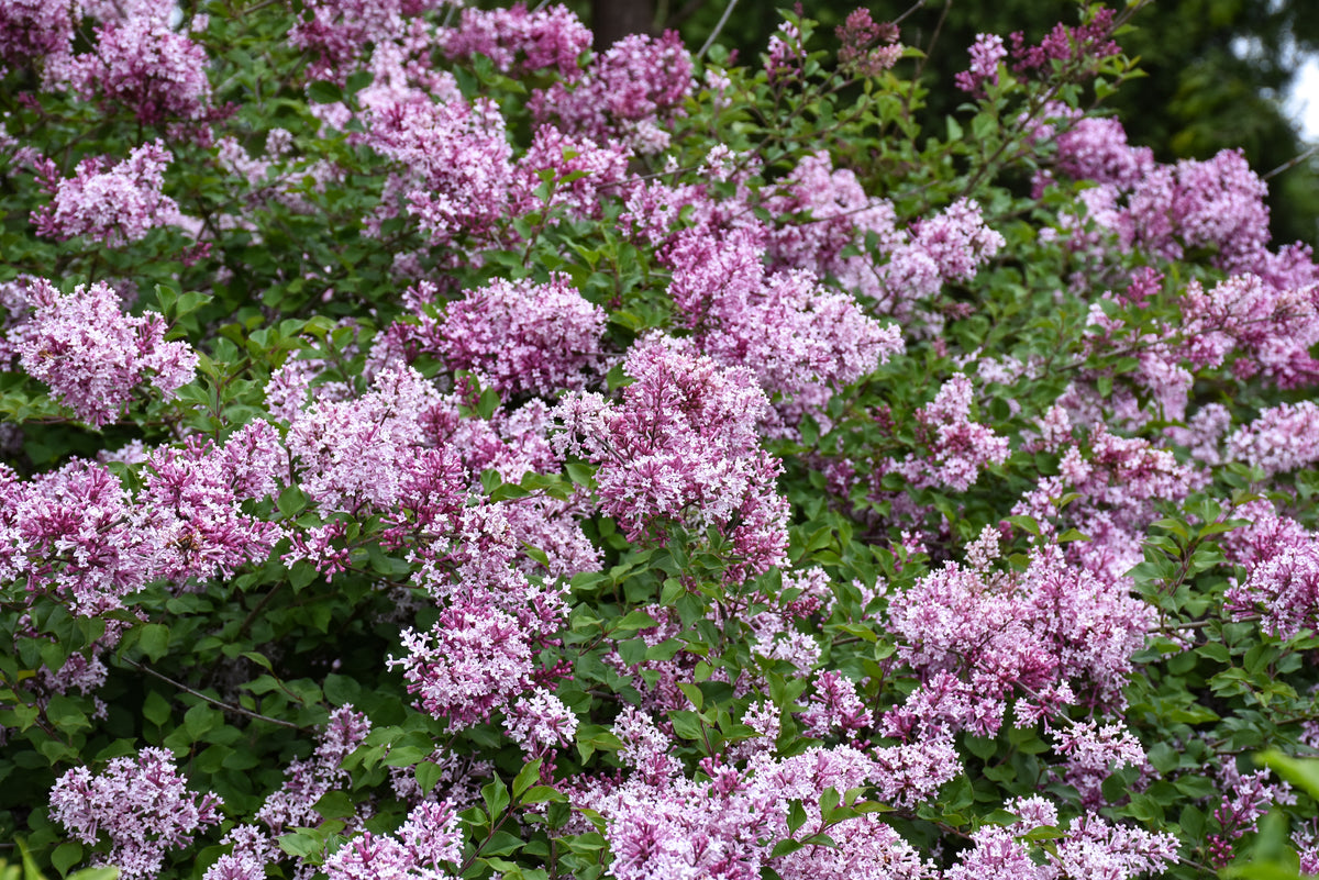 Lilac-Bloomerang Purpink 3C