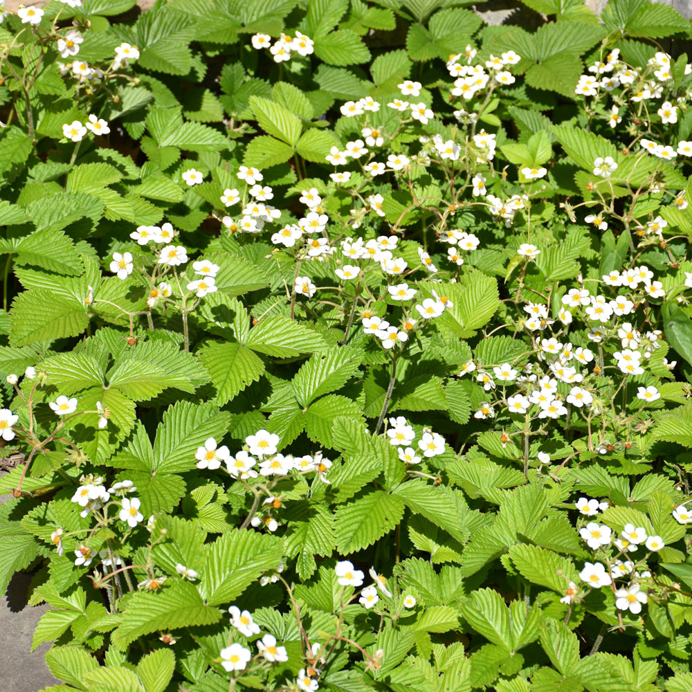 Fragaria-Wild Strawberry 1C