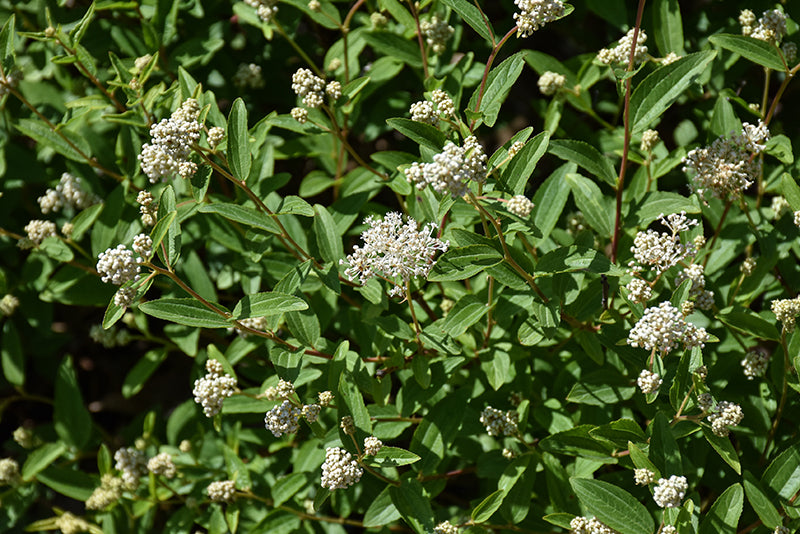 Ceanothus-New Jersey Tea 2CP