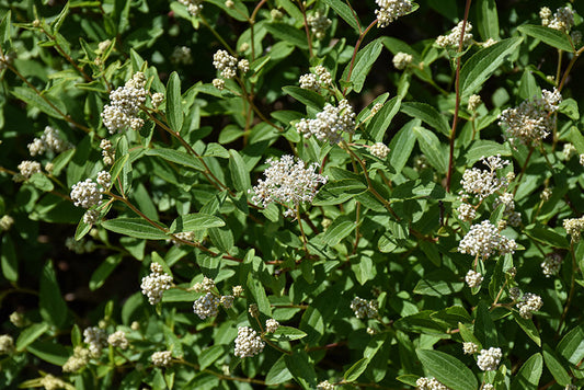 Ceanothus-New Jersey Tea 2CP