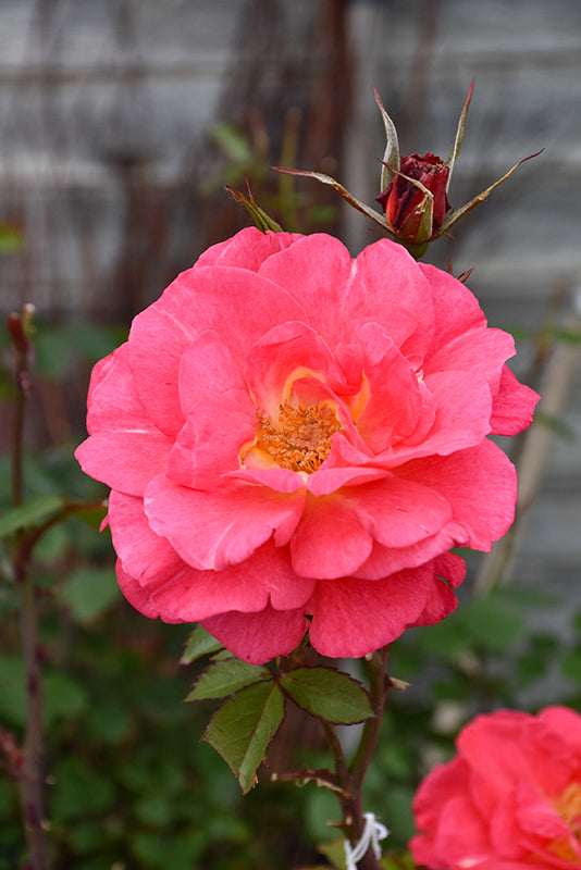 cinnamon rose plant Rose-Cinnamon Hearts 3CP