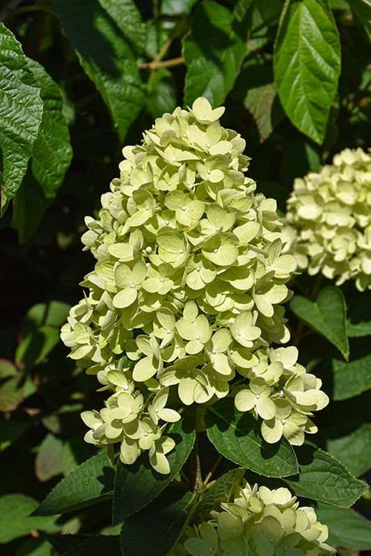 Hydrangea-Dragon Baby 3CP