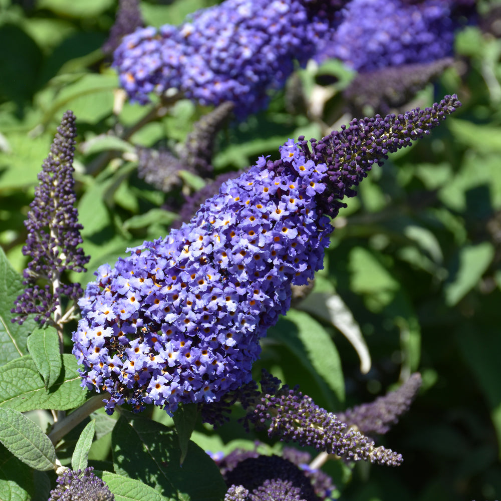 Buddleia-Pugster Blue 2C