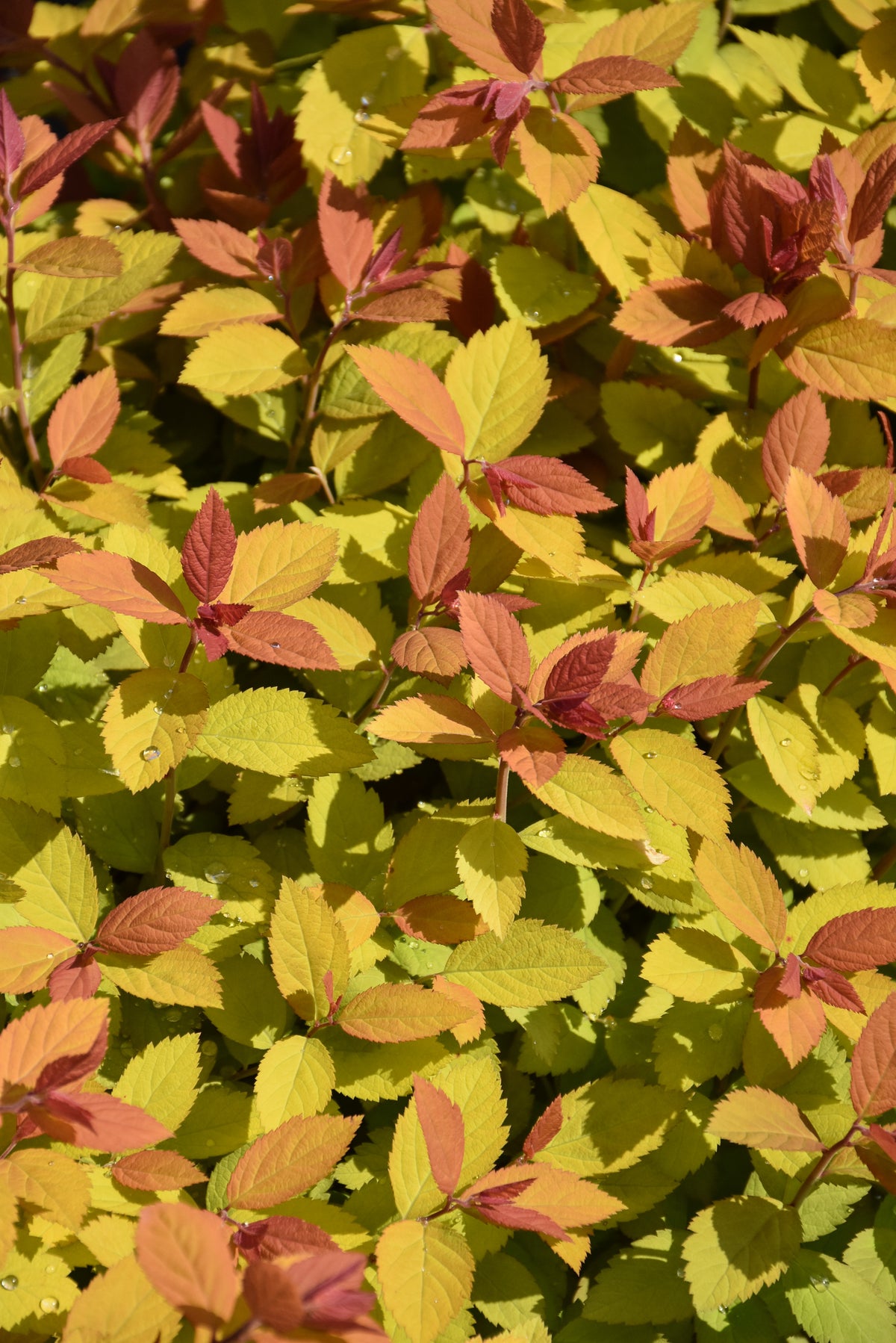 Spirea-Double Play Big Bang® 3C