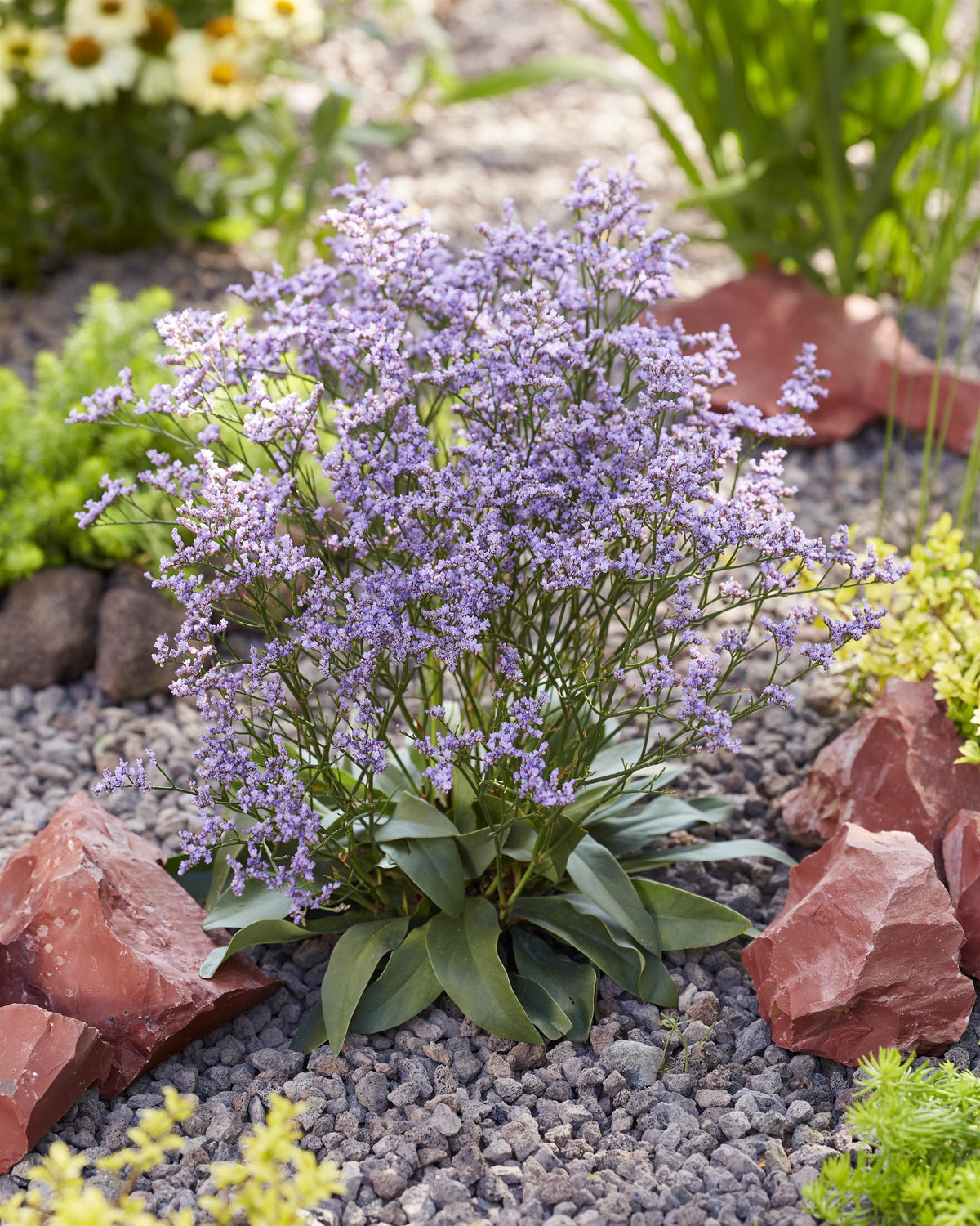 Limonium-Dazzle Rocks 1C
