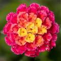 Lantana-Bandolero Lychee 6.5"