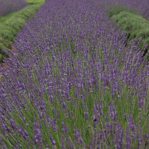 Lavandula-Phenomenal 1C – Country Arbors Nursery