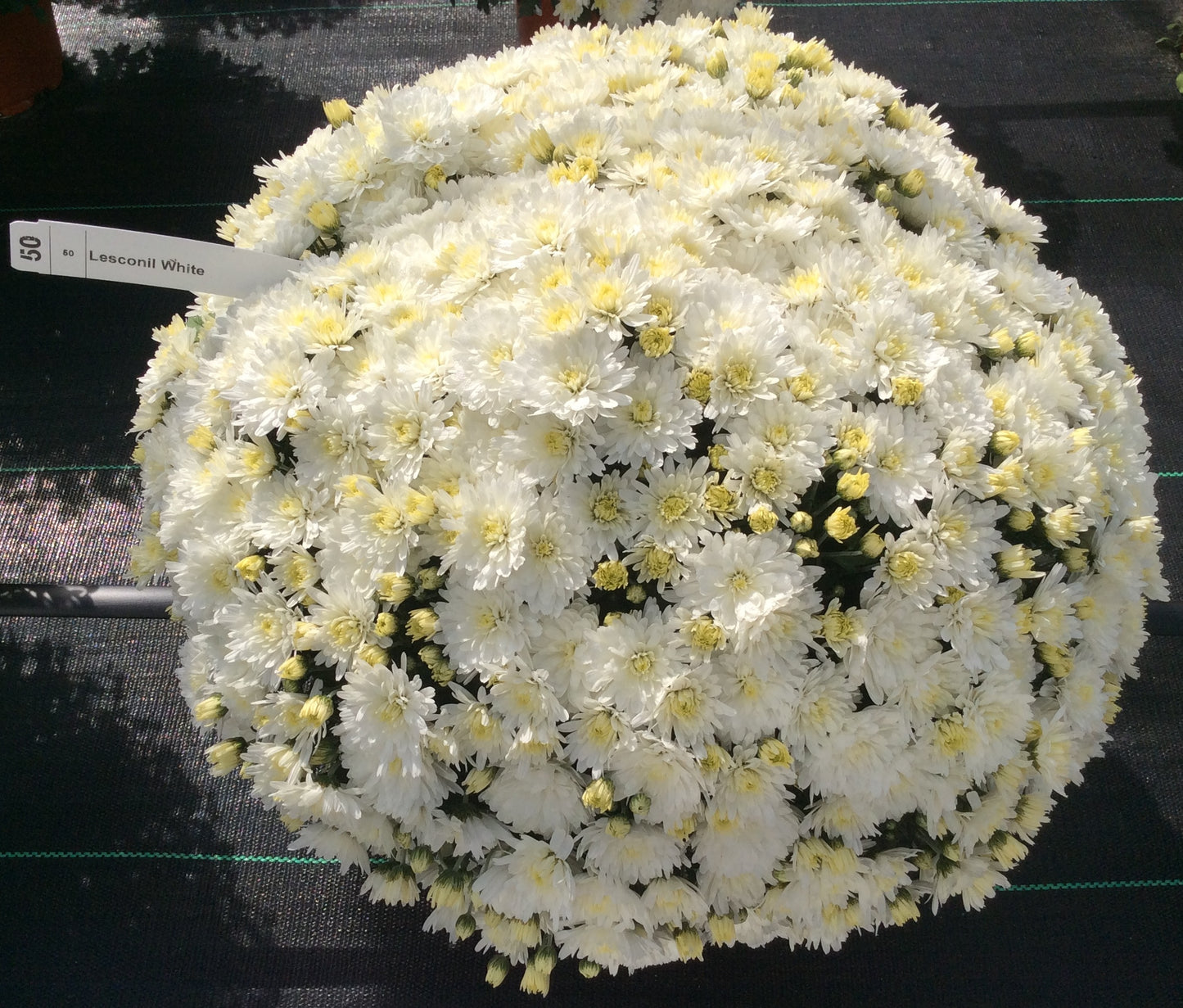 Mum Lesconil White VE
