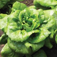 Lettuce-Buttercrunch 3.5"