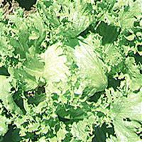 Lettuce-Great Lakes 4 Pack