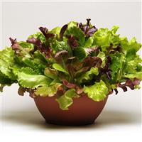 Lettuce-Simply Salad Summer Picnic Mix 3.5"