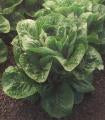 Lettuce-Valley Heart 3.5"