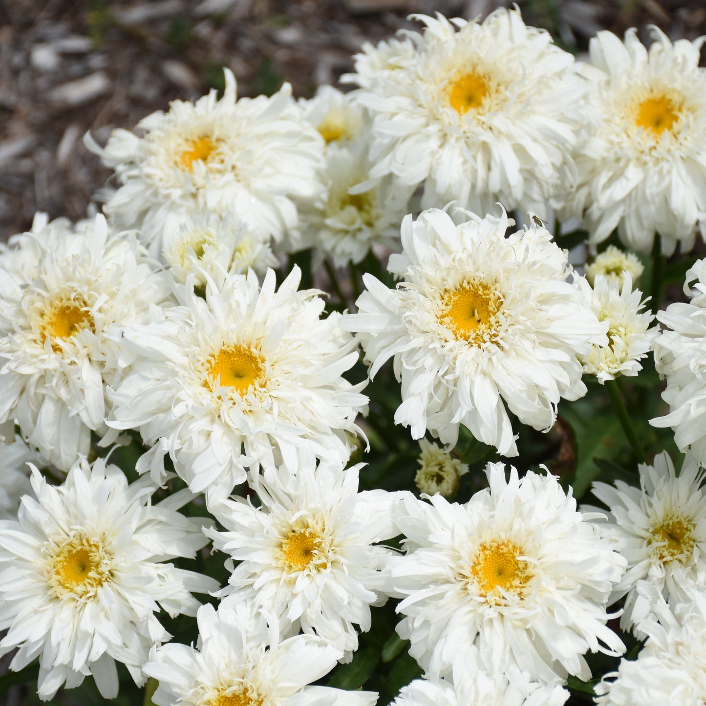 Leucanthemum-Marshmallow 1C