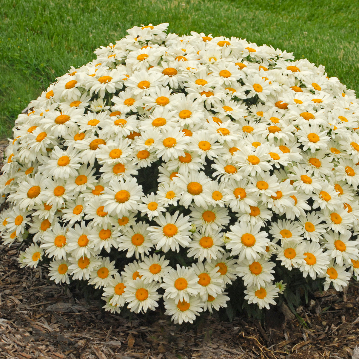 Leucanthemum-Whoops-a-Daisy 1C