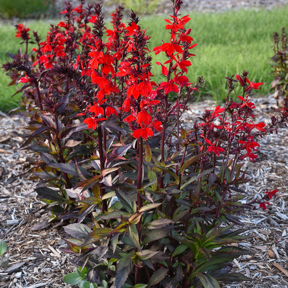 Lobelia-Scarlet Bronze Leaf 1C