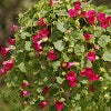 Lophospermum-Lofos Compact Rose 11"H