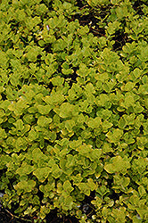 Lysimachia-Aurea 3.5"