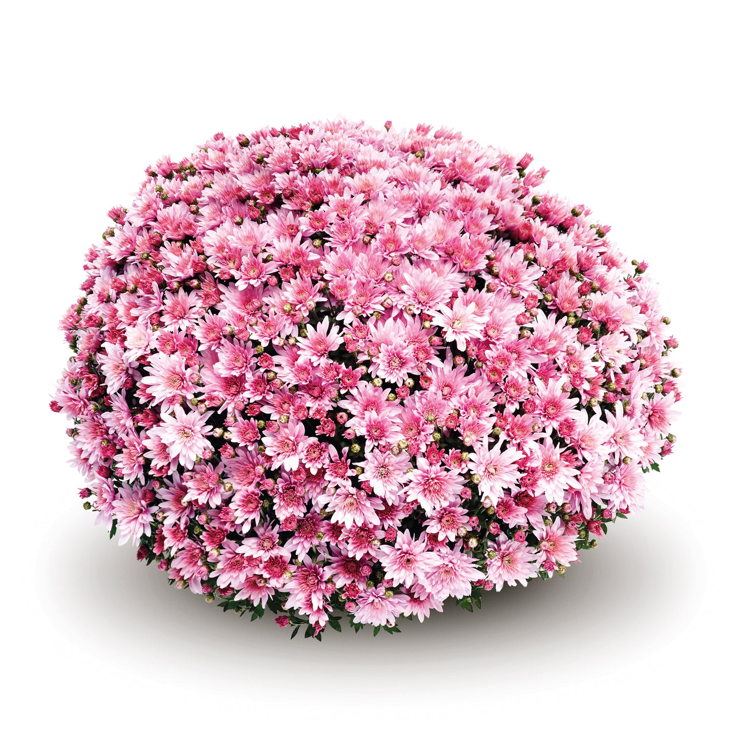 Mum Arluno Pink M