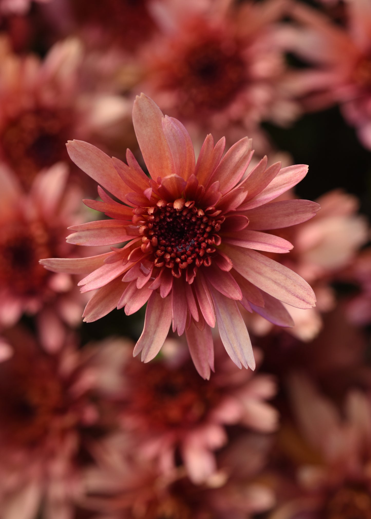 Mum Carousel Blushing Salmon Coral M