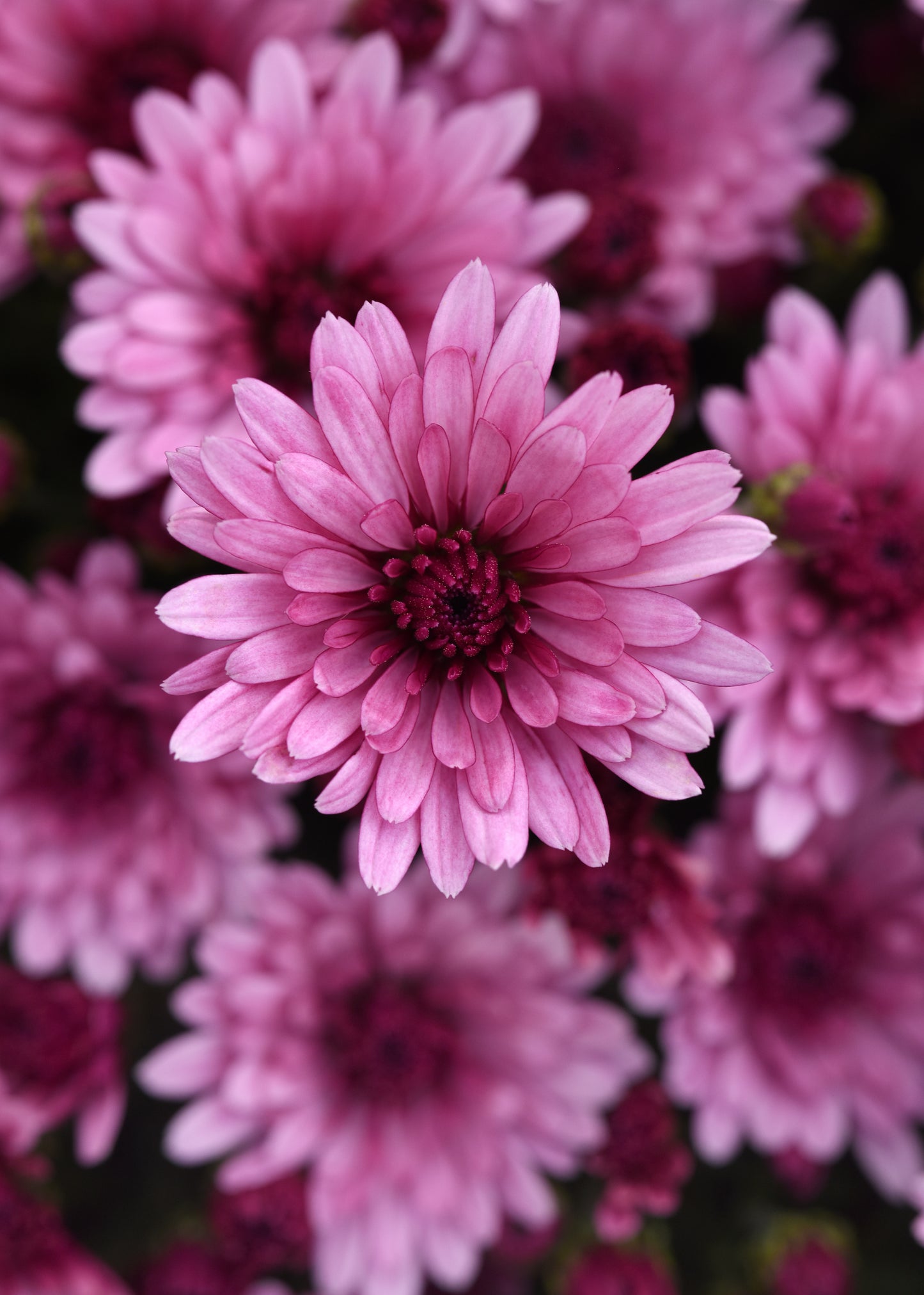 Mum Cosmic Lunar Pink M