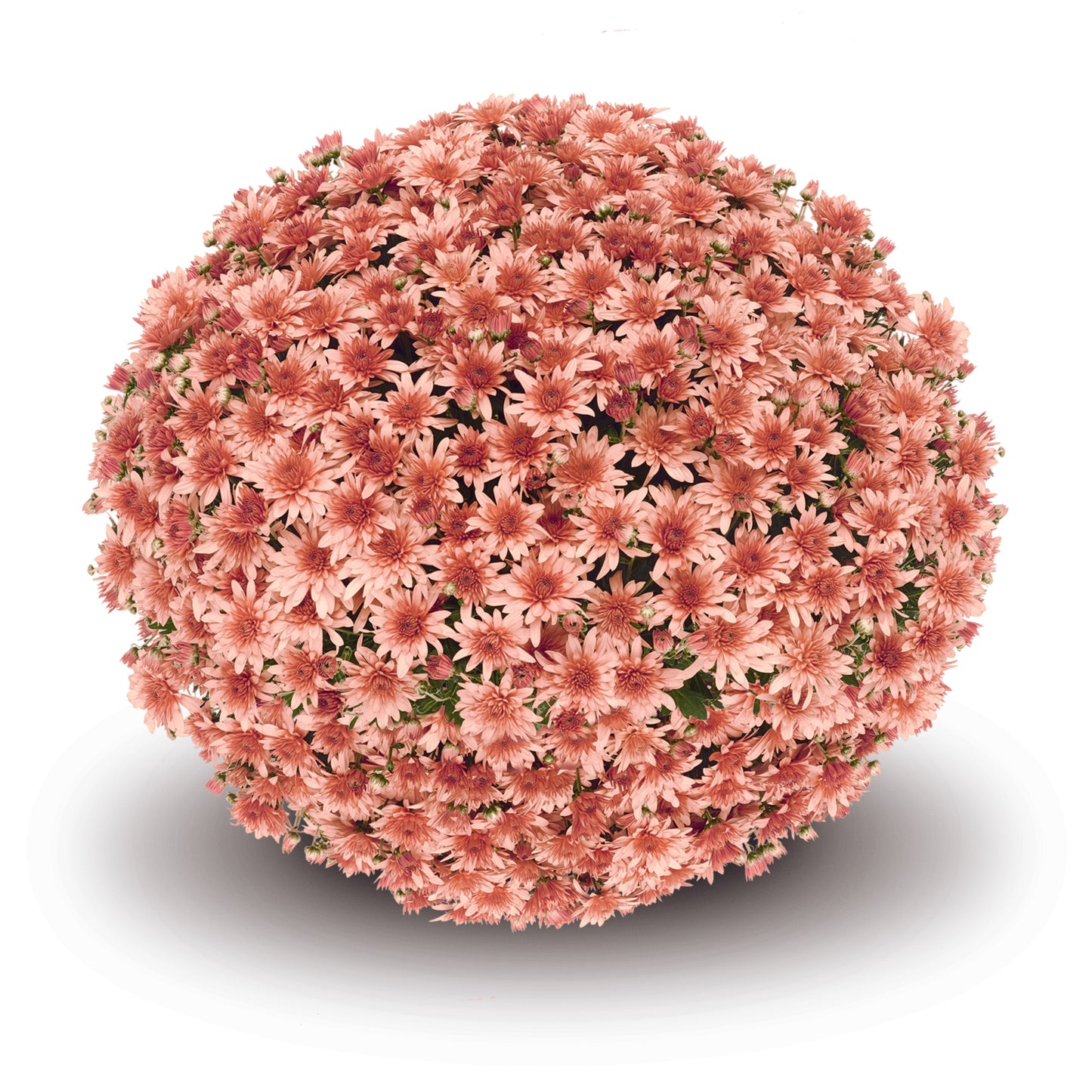 Mum Fonti Coral VE
