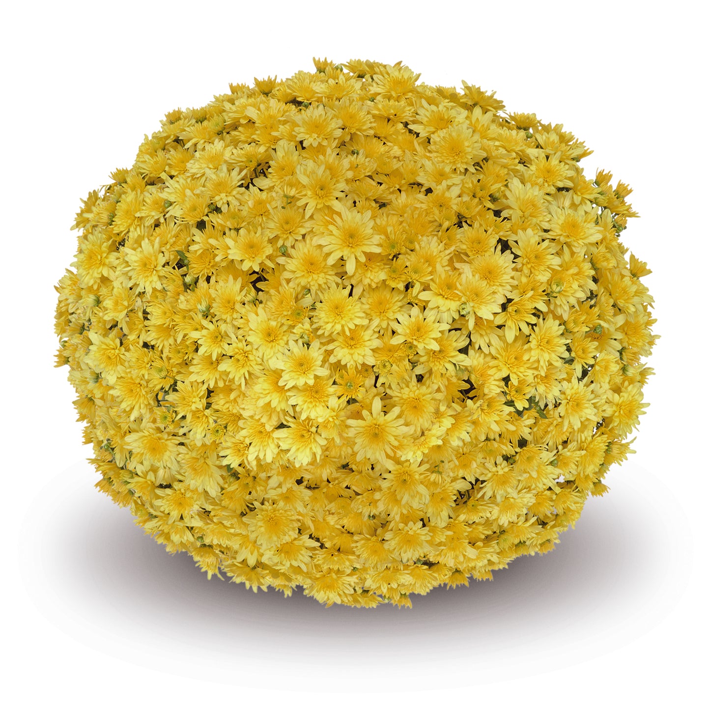 Mum Fonti Yellow VE