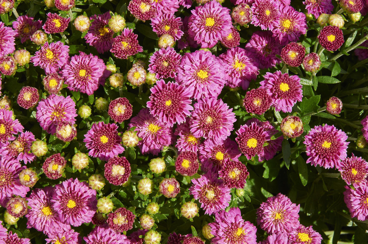 Chrysanthemum-Igloo Dainty Pink 3C