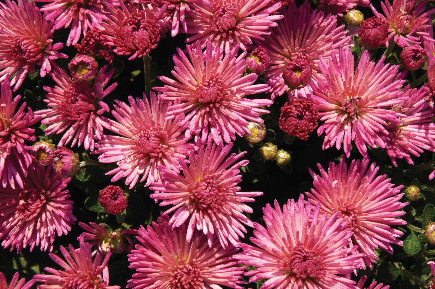 Chrysanthemum-Igloo Fireworks 3C
