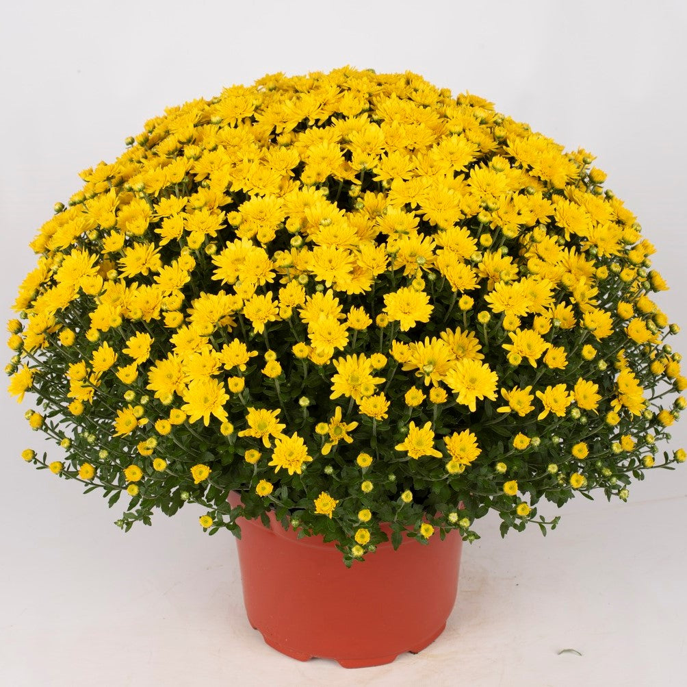 Mum Beverly Gold M