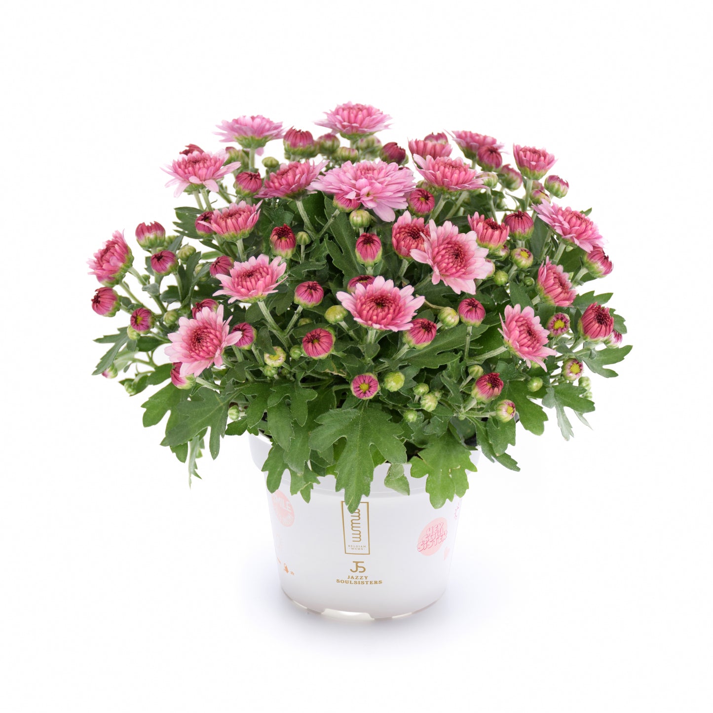 Mum Soul Sister Pink VL