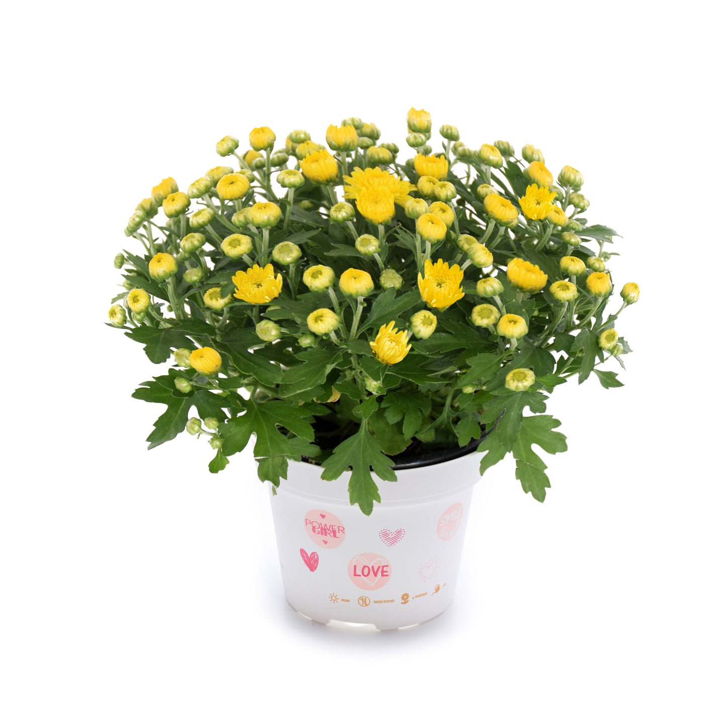 Mum Soul Sister Yellow VL