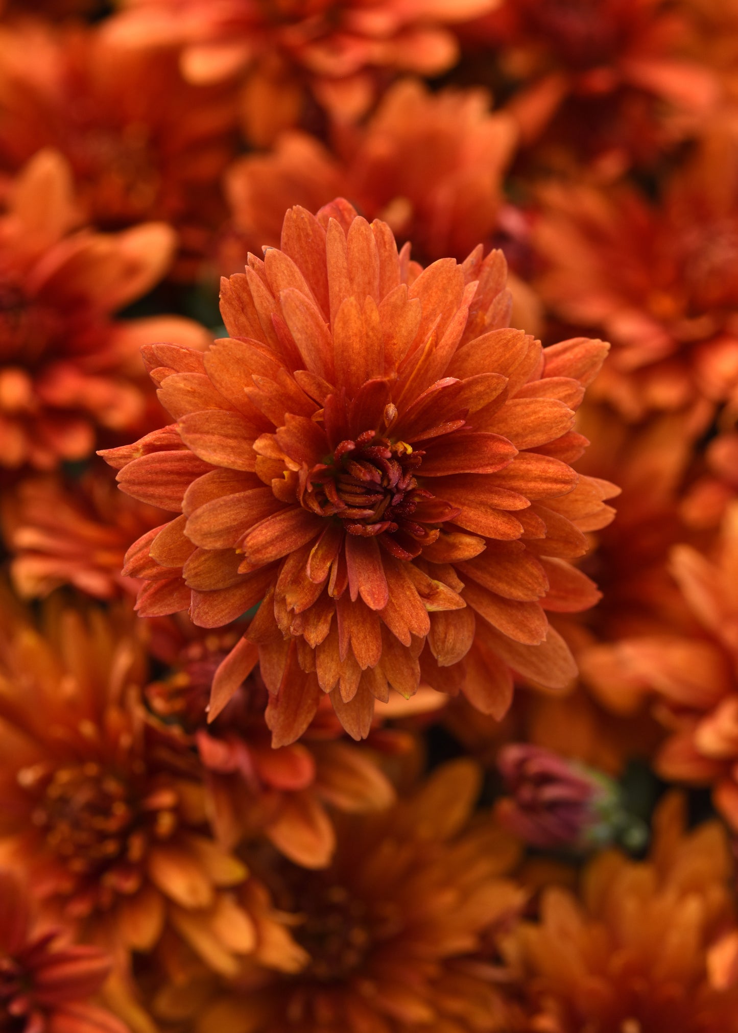Mum Sweet Potato Pie Bronze M