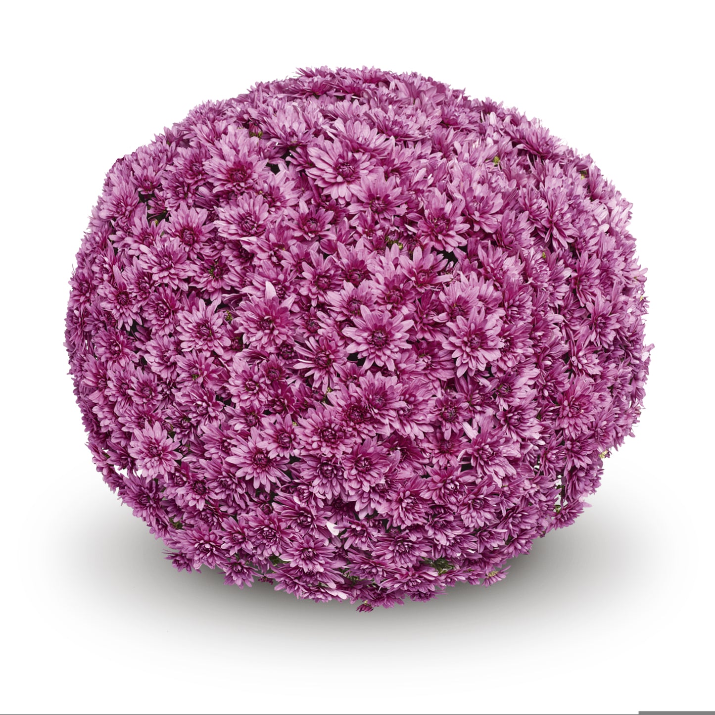 Mum- Magnus Pink M 5C