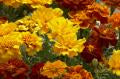 Marigold-Safari Mix 3.5"