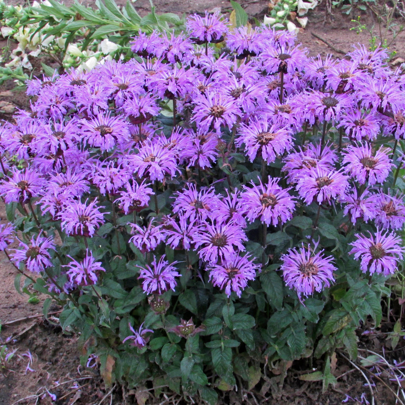 Monarda-Sugar Buzz Blue Moon 1C