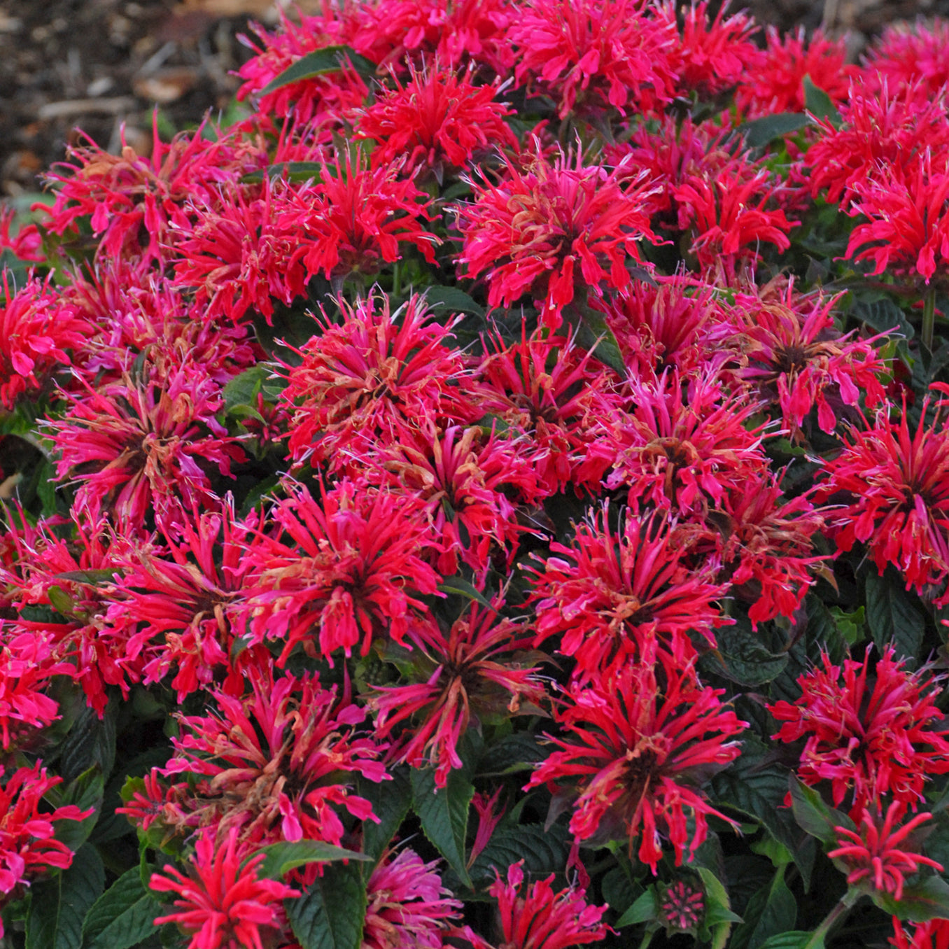 Monarda-Sugar Buzz Cherry Pops 1C