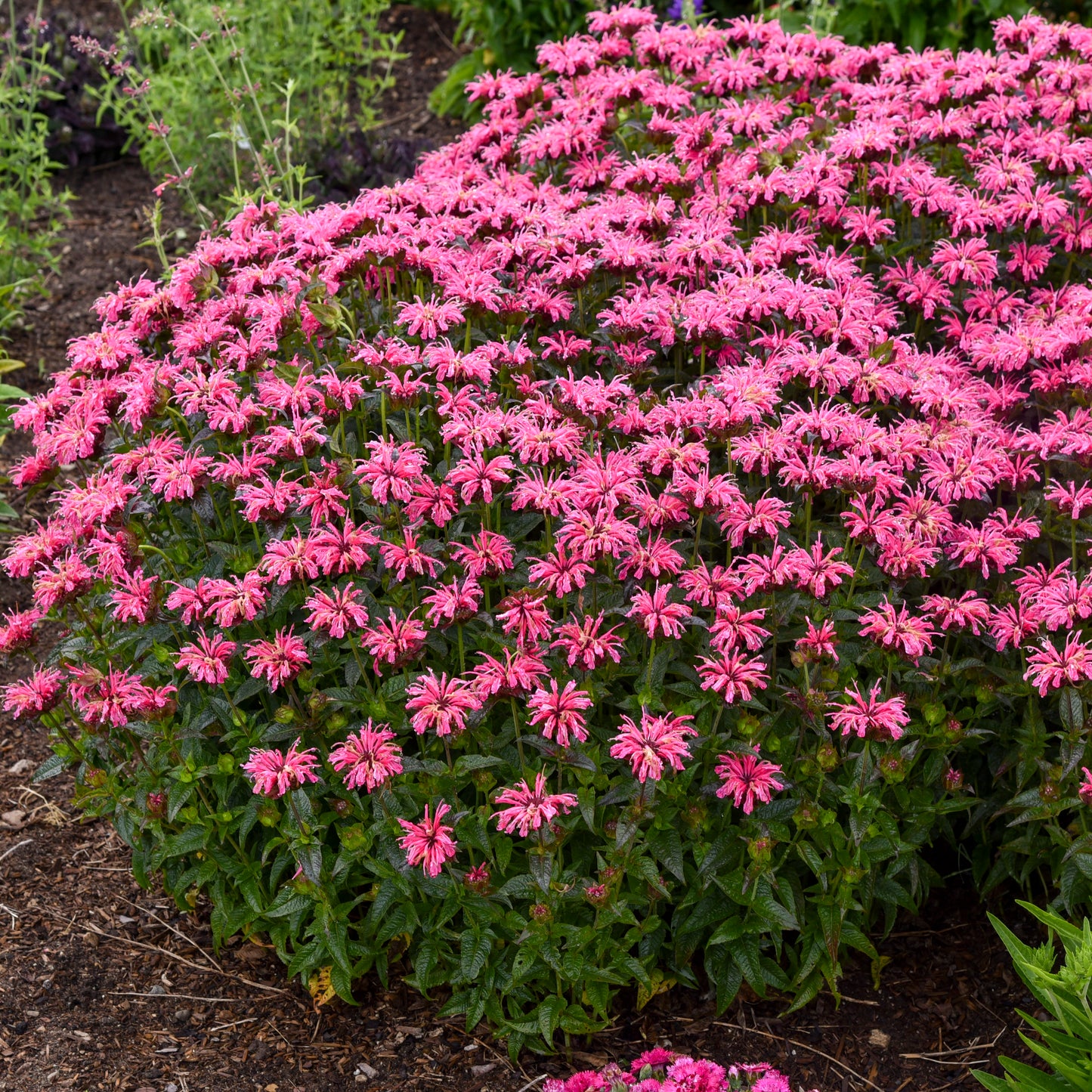 Monarda-Pink Chenille 1C