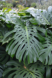 Monstera-Deliciosa 7