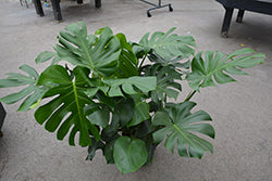 Monstera-Deliciosa Swiss Cheese 10"