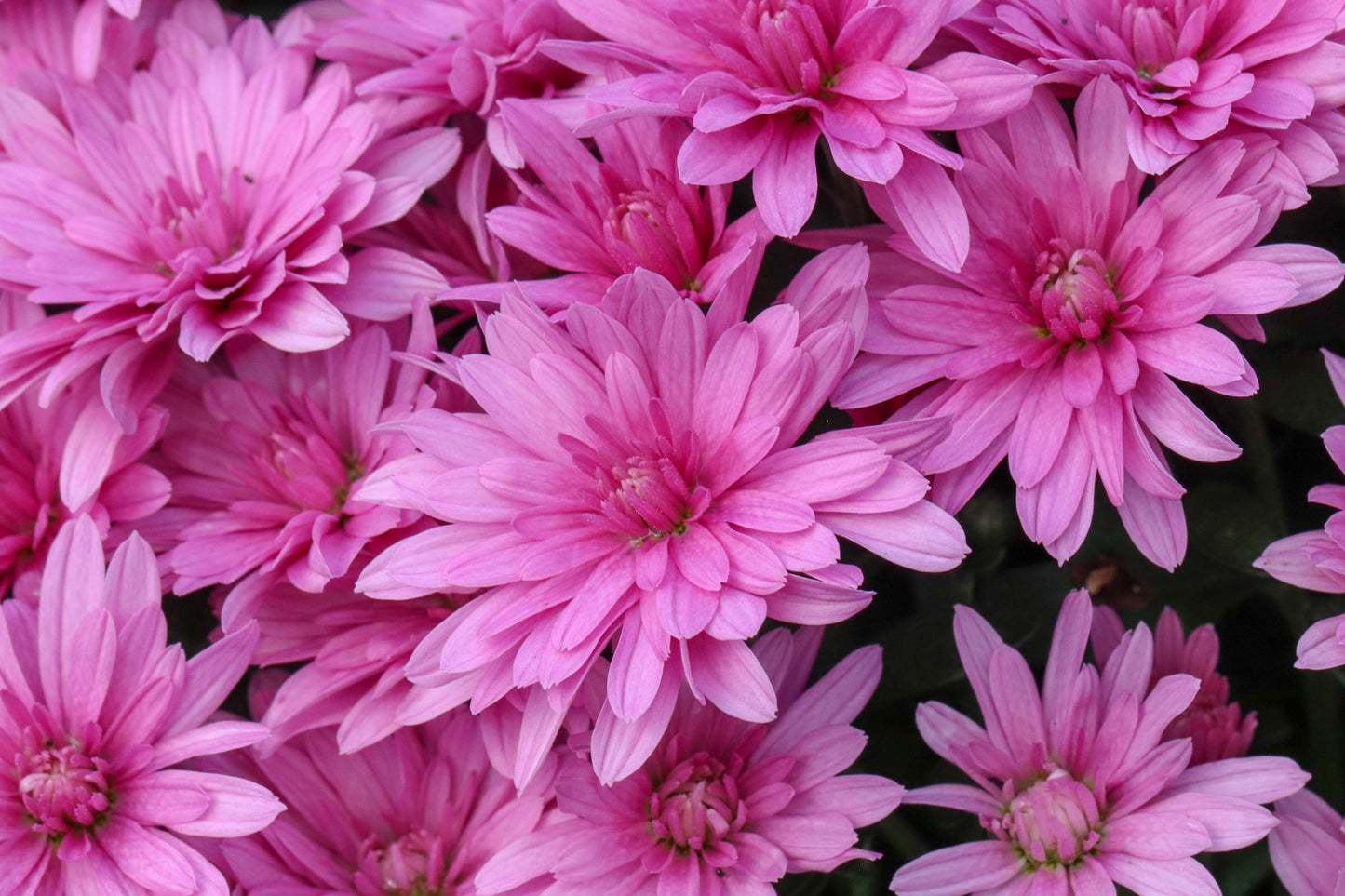 Mum Misty Lilac Pink M